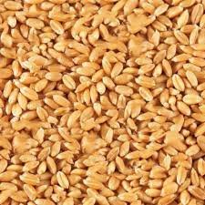 Organic Wheat